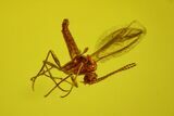 Fossil Butterfly Larva (Lepidoptera) and Fly (Diptera) in Baltic Amber #163507-2